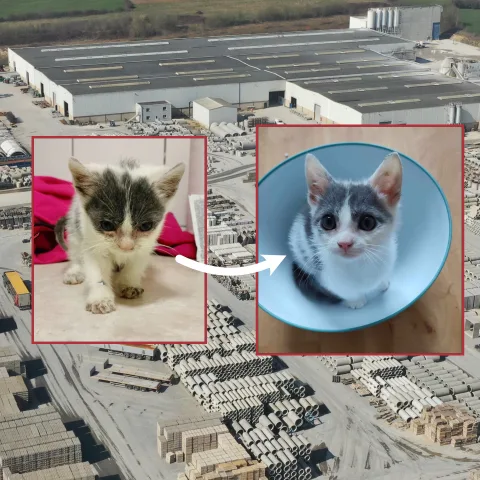 Opération Chats BEMACO